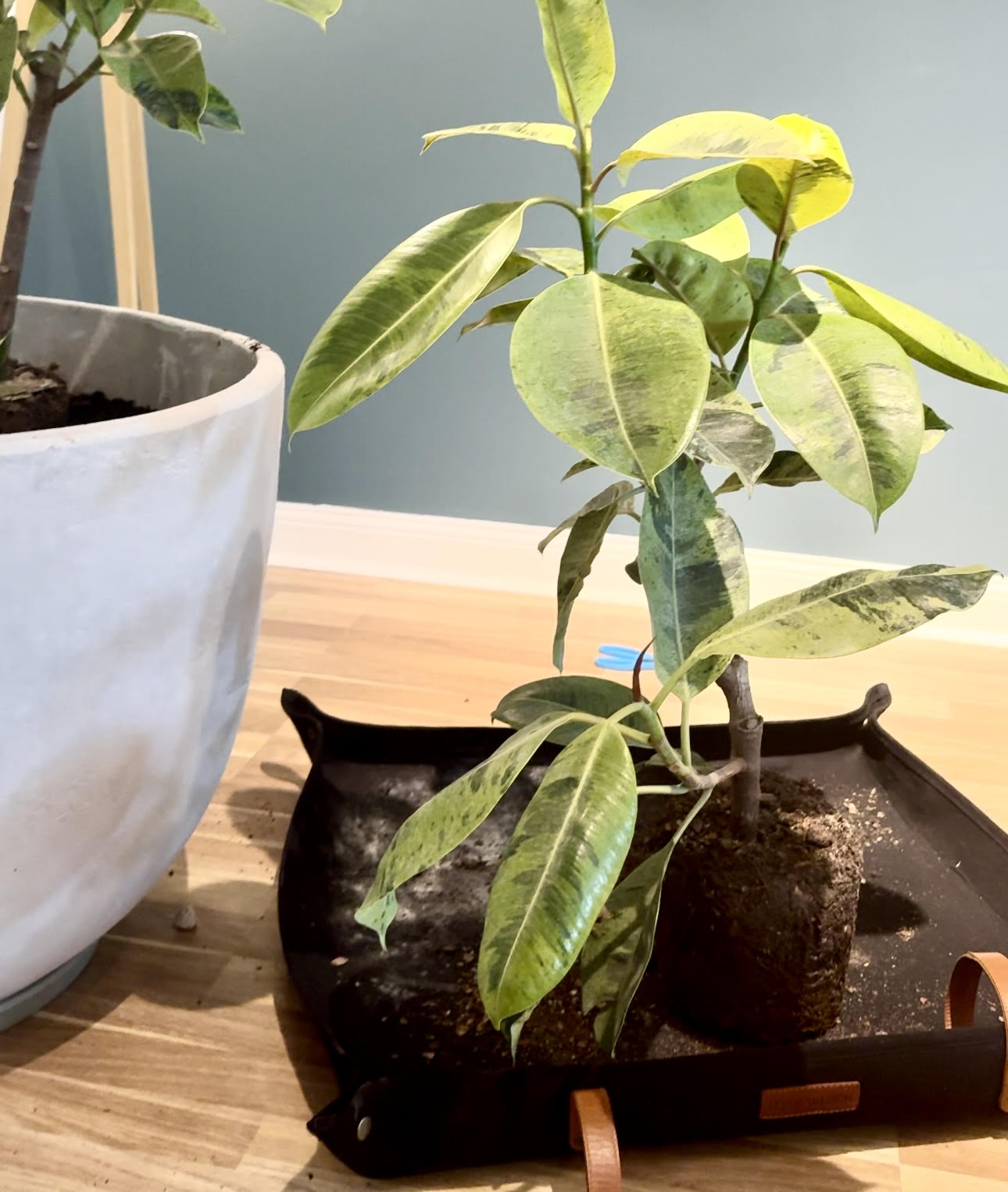 Fleur Du Bien indoor repotting mat in use with soil, planting a Gomero tree (Ficus elastica family, including Rubber Tree, Banyan, and Weeping Fig) in a large cement pot indoors, in a luxury home setting. Colors of the foliage include deep green, burgundy, and variegated patterns. Protects surfaces while ensuring a clean, eco-friendly, and stylish indoor gardening experience.