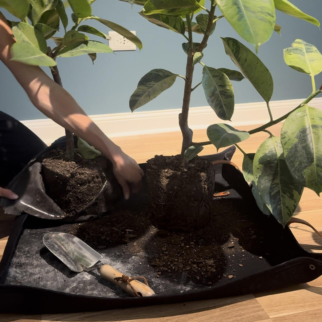 Close-up of Fleur Du Bien waterproof waxed canvas indoor gardening mat, durable and reusable for herb gardens