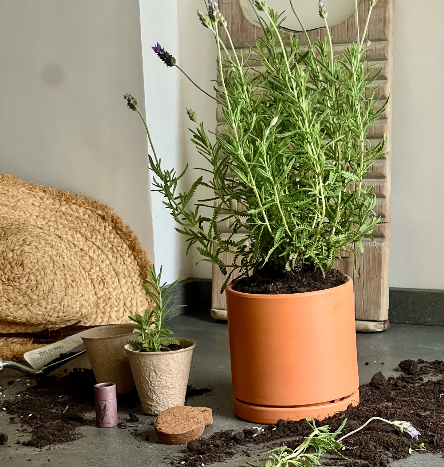 Lavender Planter Kit – Indoor Seed Starter Set to Grow Fragrant Lavender at Home – Sustainable Herb Garden Gift for All Ages
