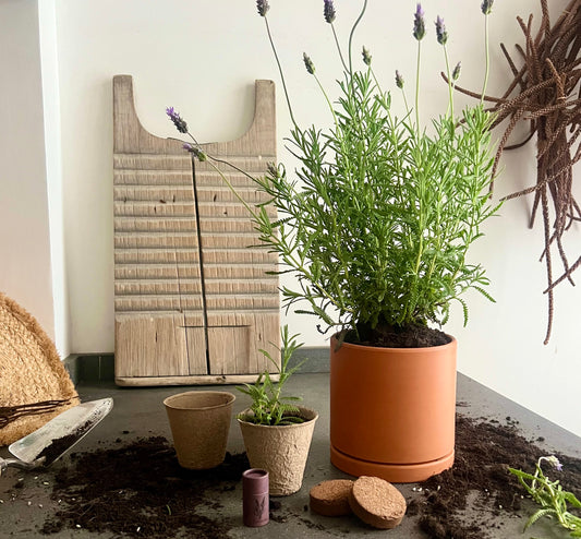 Lavender Planter Kit – Indoor Seed Starter Set to Grow Fragrant Lavender at Home – Sustainable Herb Garden Gift for All Ages