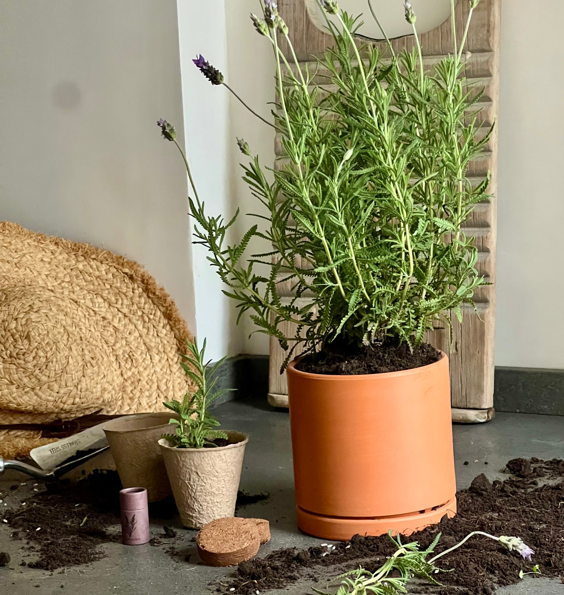 Cook with fragrant lavender grown from Fleur Du Bien Lavender Grow Kit