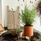 Close-up of lavender seeds included in Fleur Du Bien Lavender Grow Kit with gardening tools. lavender sprout in paper pot