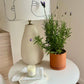 Lavender Planter Kit – Indoor Seed Starter Set to Grow Fragrant Lavender at Home – Sustainable Herb Garden Gift for All Ages