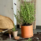 Lavender Planter Kit – Indoor Seed Starter Set to Grow Fragrant Lavender at Home – Sustainable Herb Garden Gift for All Ages