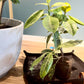 Plant Repotting Mat for Indoor Garden, Thickened Canvas Plant Transplanting Mat Waterproof, Portable and Foldable Gardening Mat for Potting Soil Mess Control, Brass Corner Snaps, 30” x 30” and 30" x 20 " Leather straps
