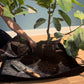 Plant Repotting Mat for Indoor Garden, Thickened Canvas Plant Transplanting Mat Waterproof, Portable and Foldable Gardening Mat for Potting Soil Mess Control, Brass Corner Snaps, 30” x 30” and 30" x 20 " Leather straps