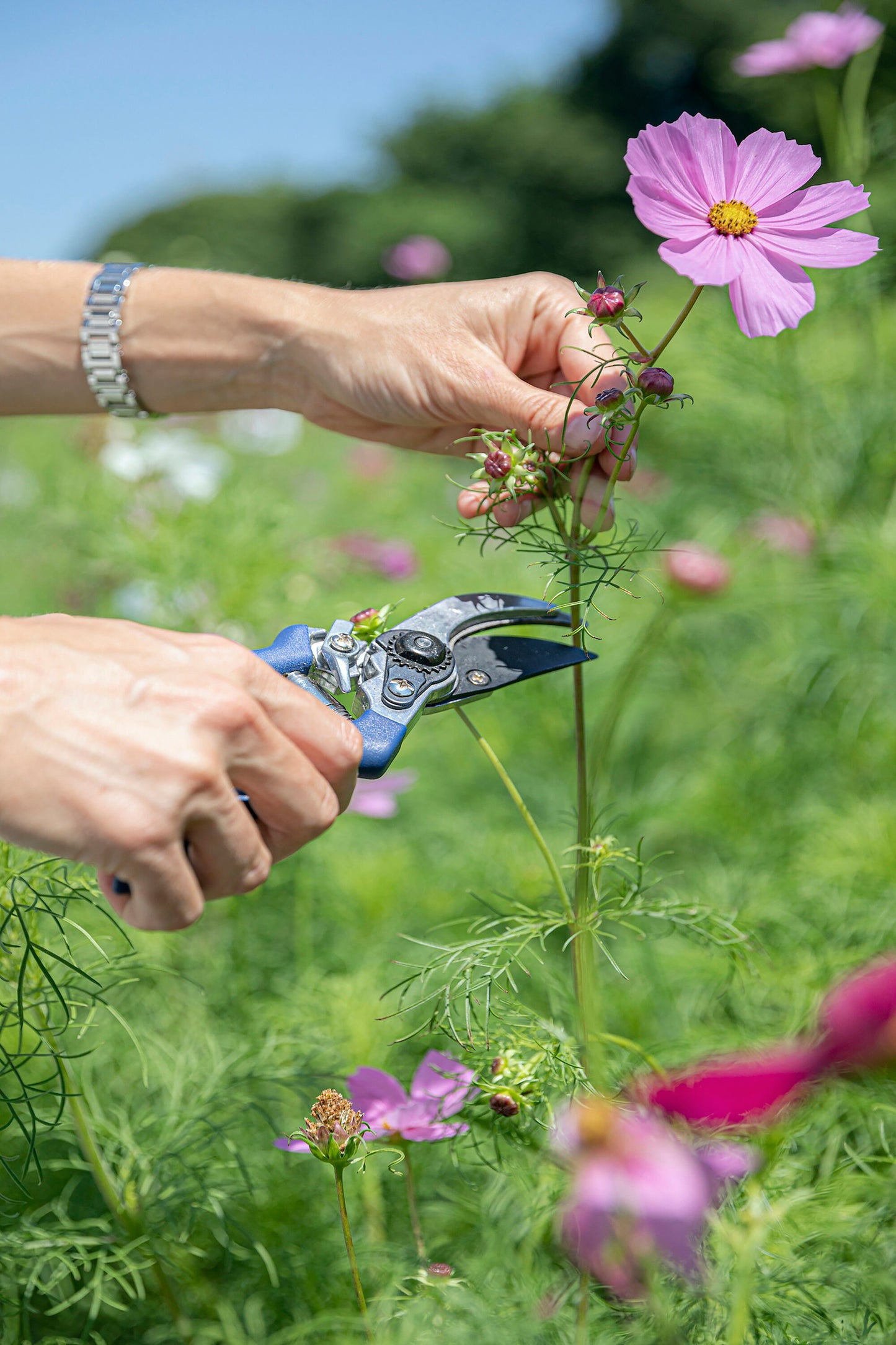 Fleur Du Bien 7-Piece Garden Tool Set pruner close-up – stainless steel bypass pruner cutting plant stem, ergonomic wooden handle, durable and rust-resistant, professional gardening tool for indoor and outdoor plants