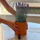 Fleur Du Bien Lavender Grow Set – indoor lavender planter with terracotta pot and saucer, blooming lavender flowers on marble table in a small apartment, eco-friendly, natural fragrance, stylish home décor, perfect for indoor gardening and mindful living