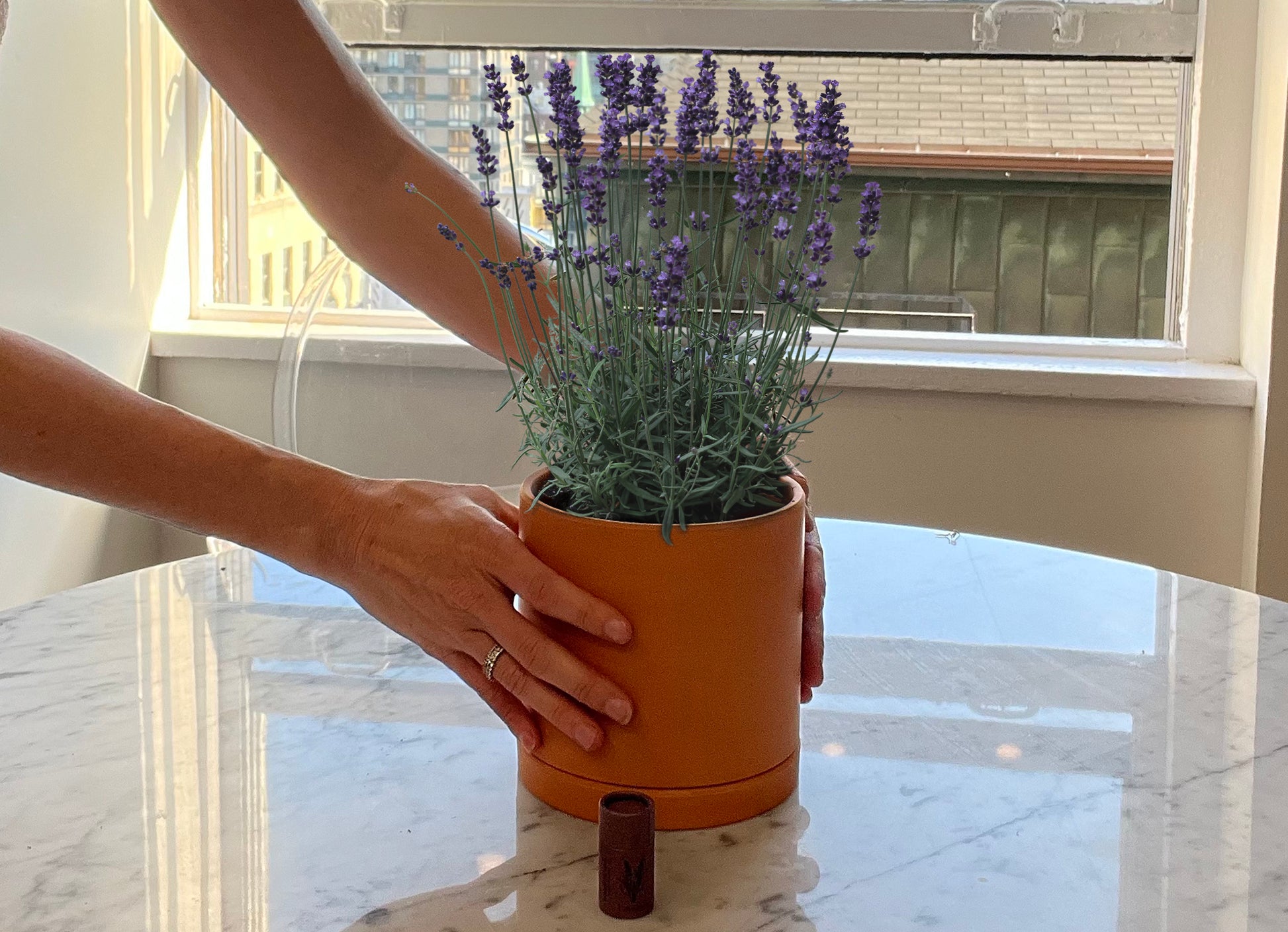 Fleur Du Bien Lavender Grow Set – indoor lavender planter with terracotta pot and saucer, blooming lavender flowers on marble table in a small apartment, eco-friendly, natural fragrance, stylish home décor, perfect for indoor gardening and mindful living